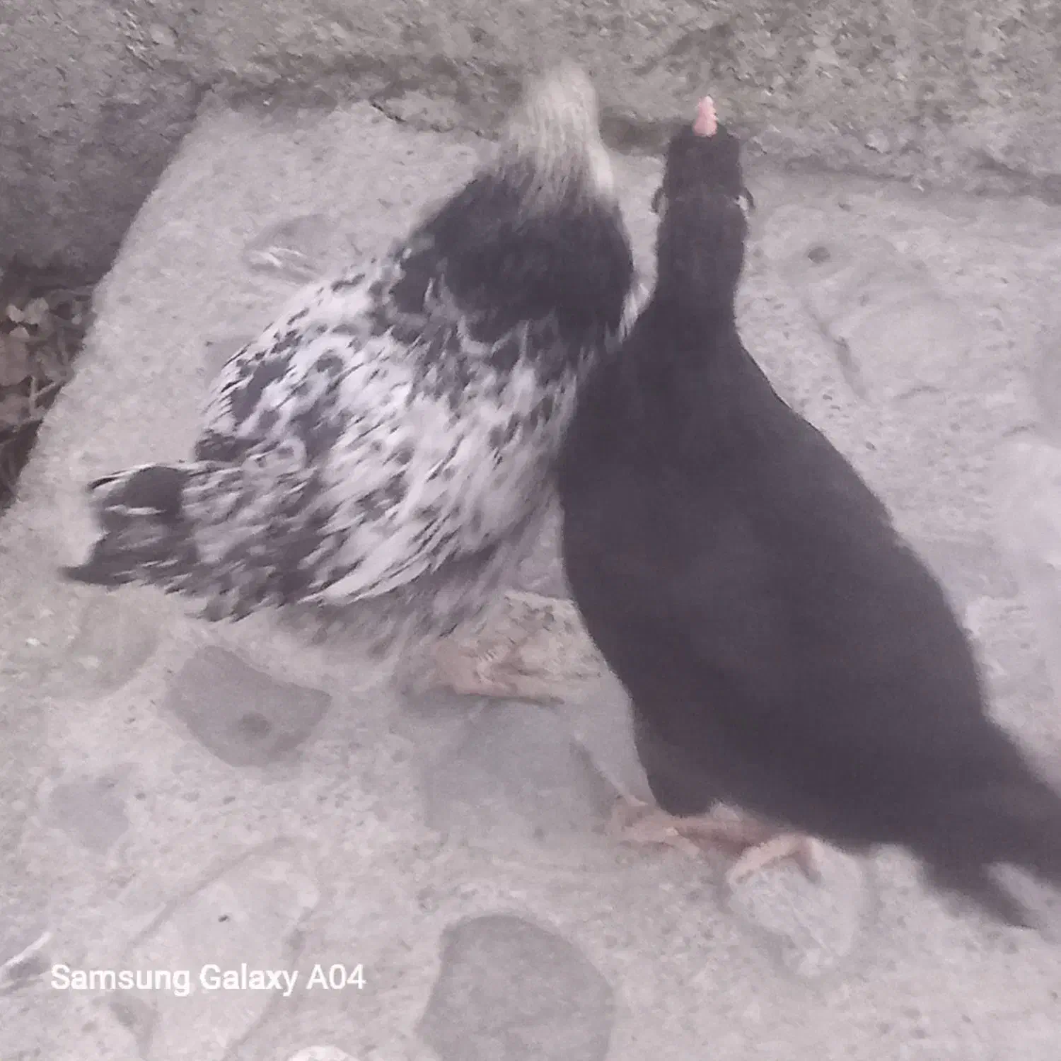 جوجه محلی بزرگ|حیوانات مزرعه|گرگان, |دیوار