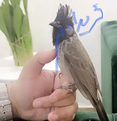 پرنده قفسی|پرنده|شیراز, آزادی|دیوار