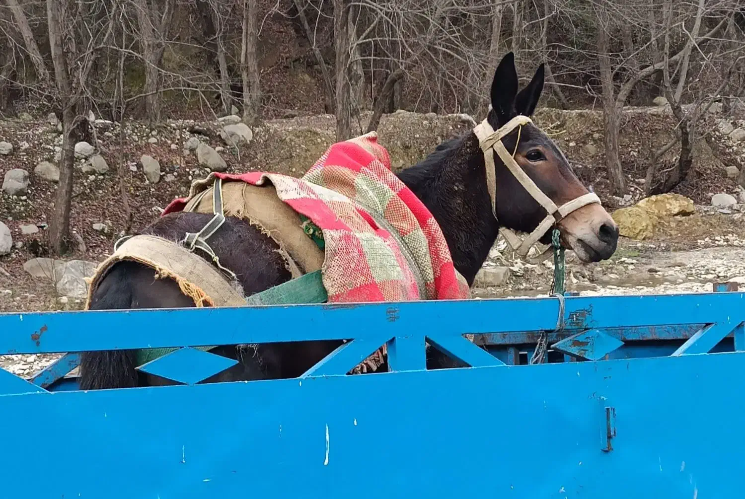قاطر نرکی جوان|حیوانات مزرعه|نوشهر, |دیوار