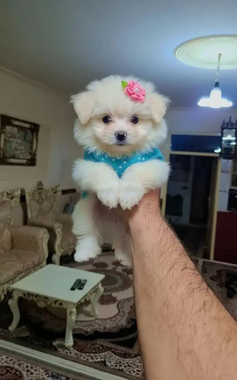 فروش سگ شیتزو فلت|سگ|تهران, شهرک غرب|دیوار