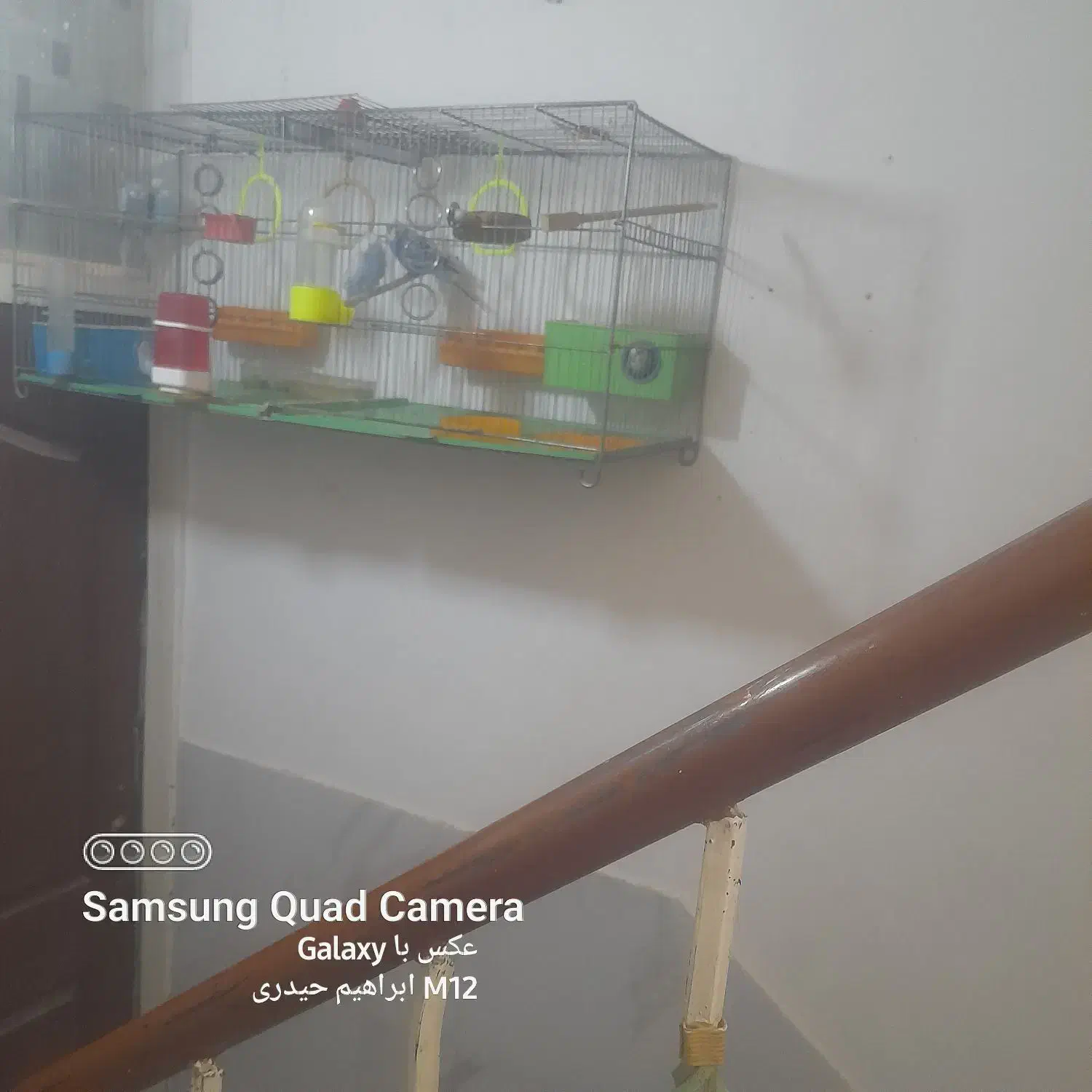 مرغ عشق اسپاگتی|پرنده|اصفهان, حصه جنوبی|دیوار