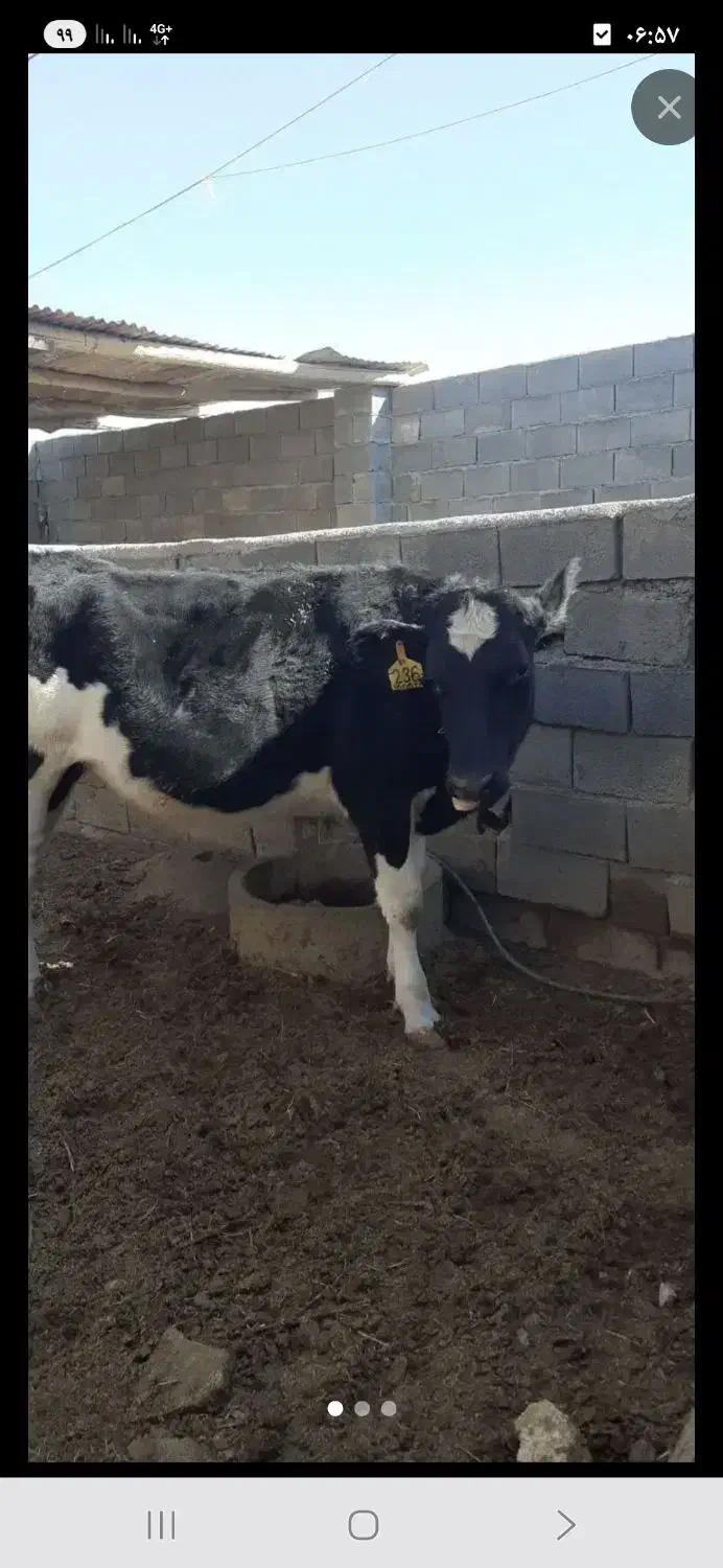 گوشت گوساله تازه وجیگر و کله گوساله واستخوان|حیوانات مزرعه|اسفراین, |دیوار