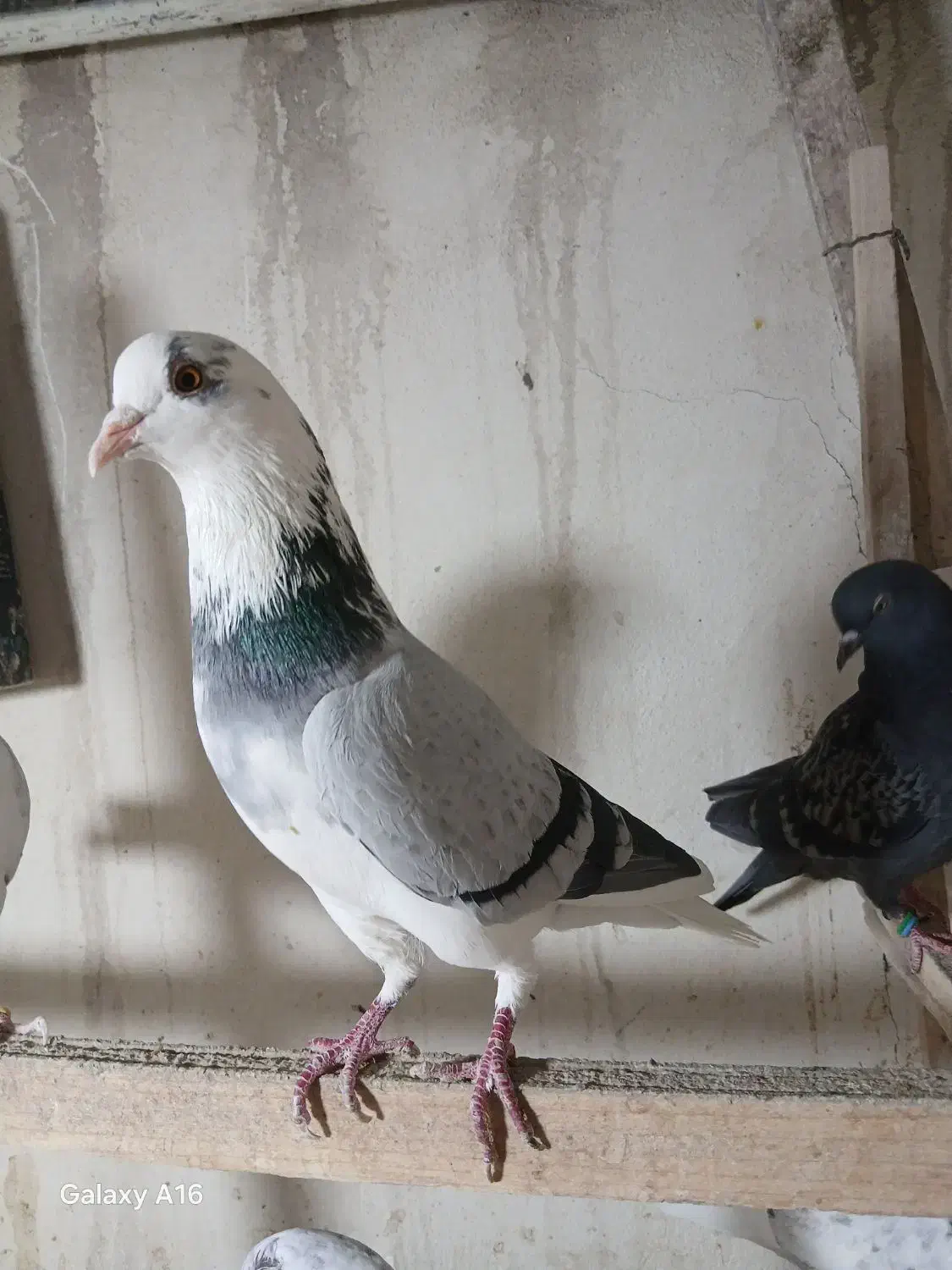 کبوتر غریبگیری|پرنده|کرج, حصارک بالا|دیوار