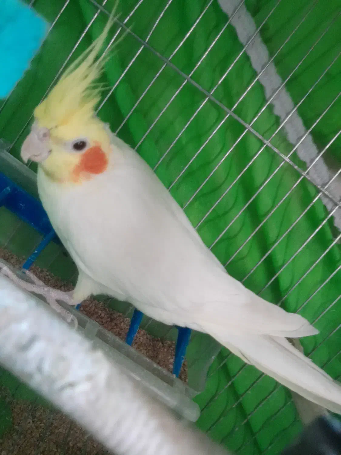 عروس هلندی لوتینو سخنگو|پرنده|سبزوار, قاضی زاد|دیوار