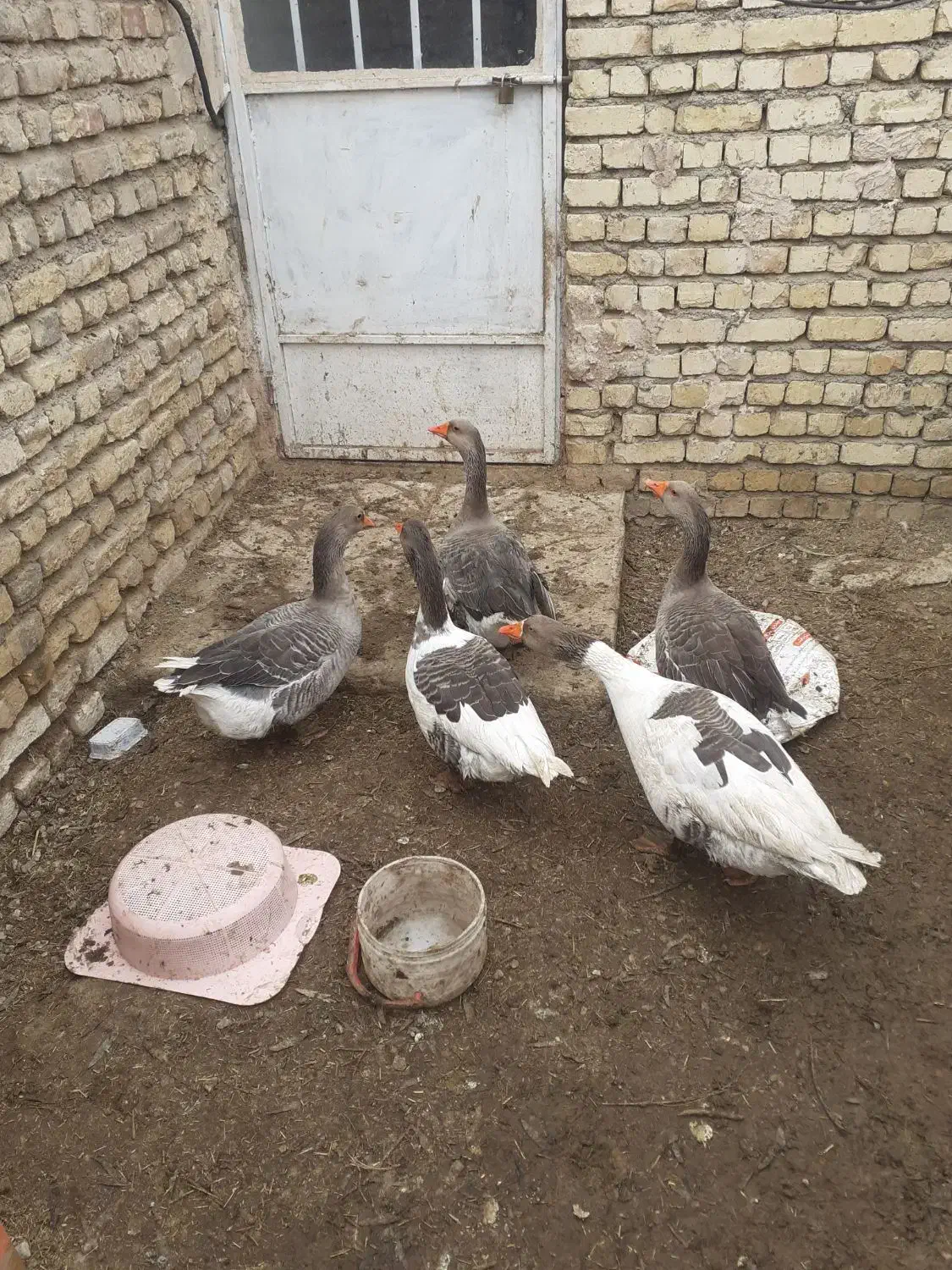 غاز نر ماده یک سال کمتر|حیوانات مزرعه|مبارکه, |دیوار