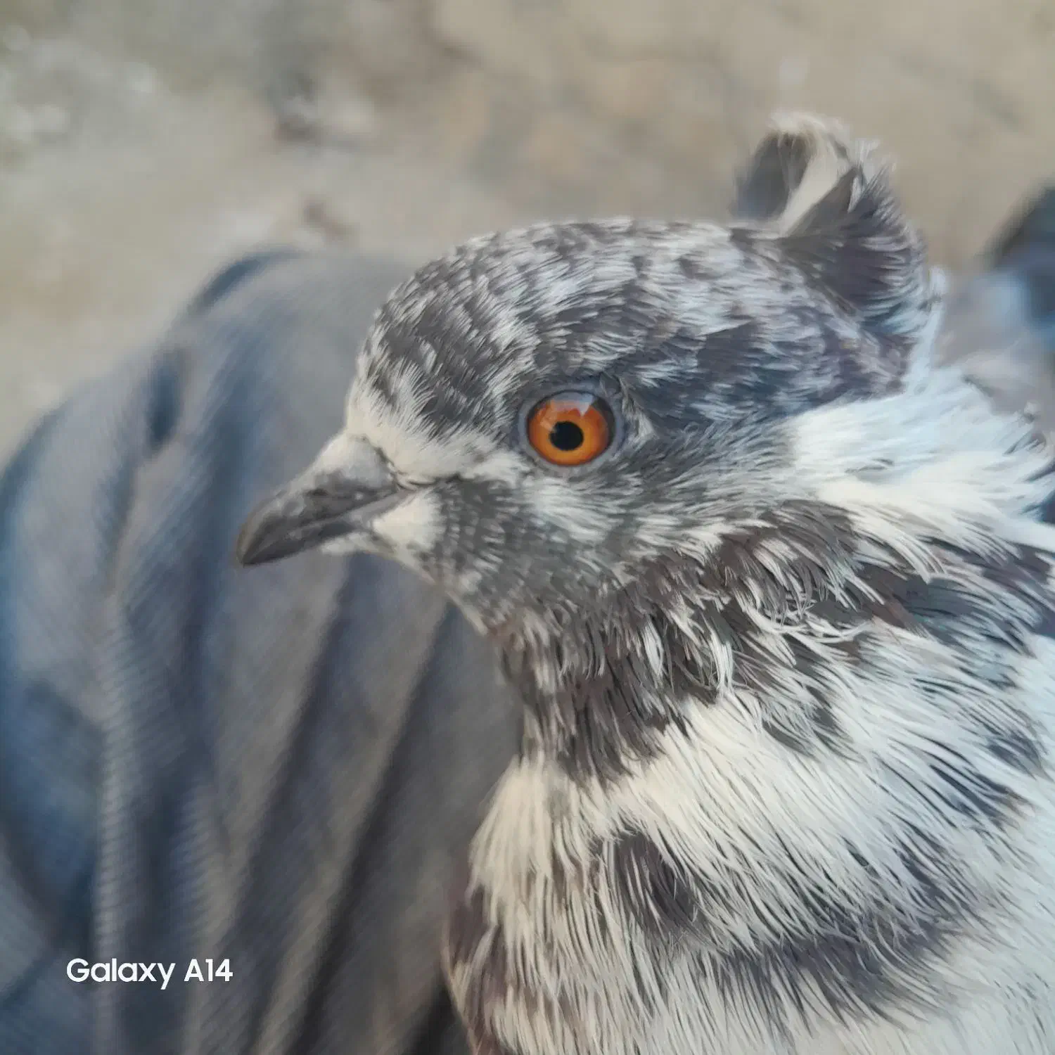 کفتر پرشی کله‌ای ماده|پرنده|زابل, |دیوار