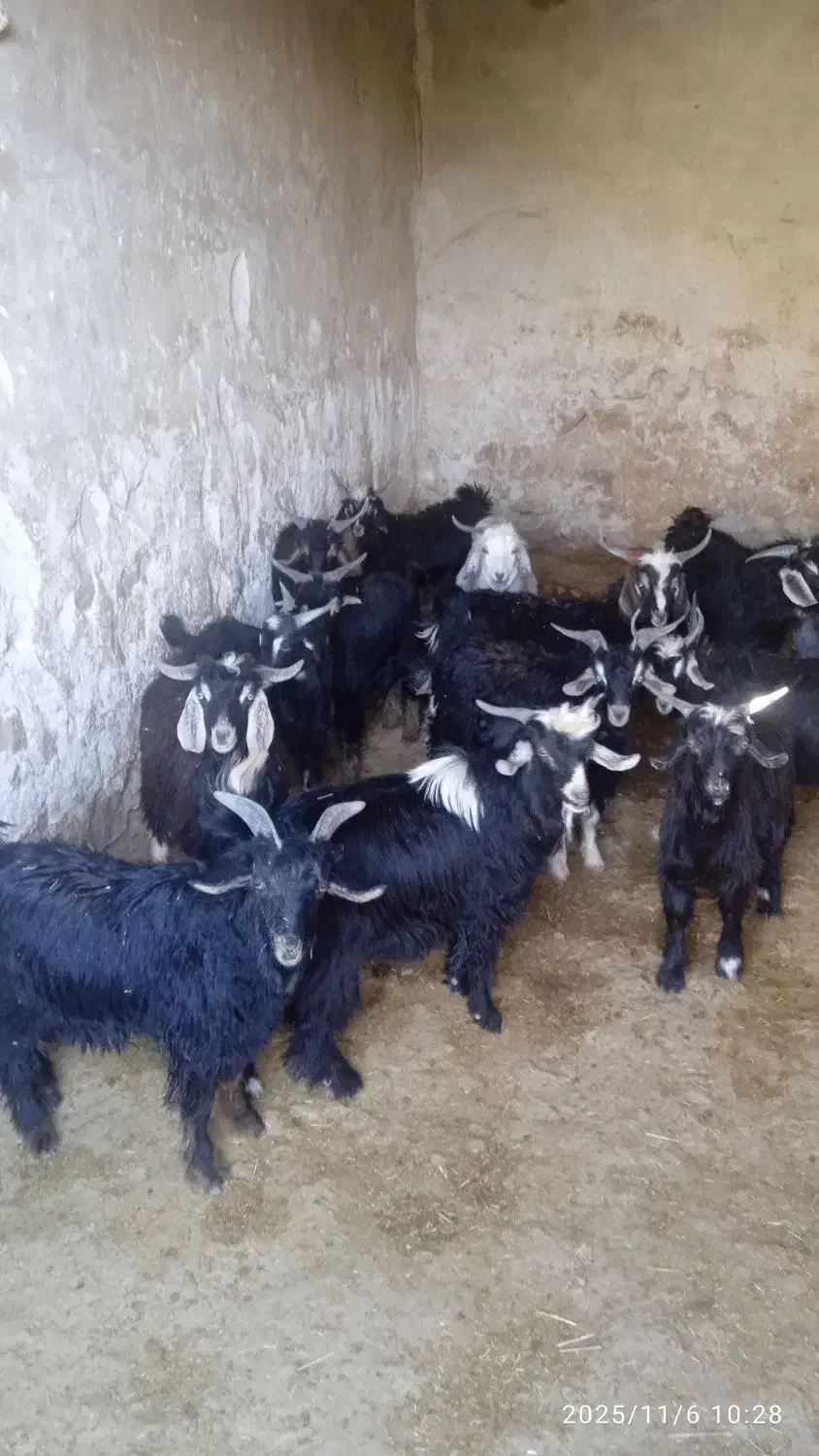 چپش چاق|حیوانات مزرعه|آبدانان, |دیوار