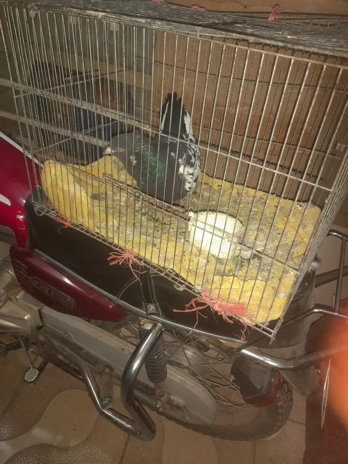 کبوتر|پرنده|نیشابور, دربقاضی|دیوار