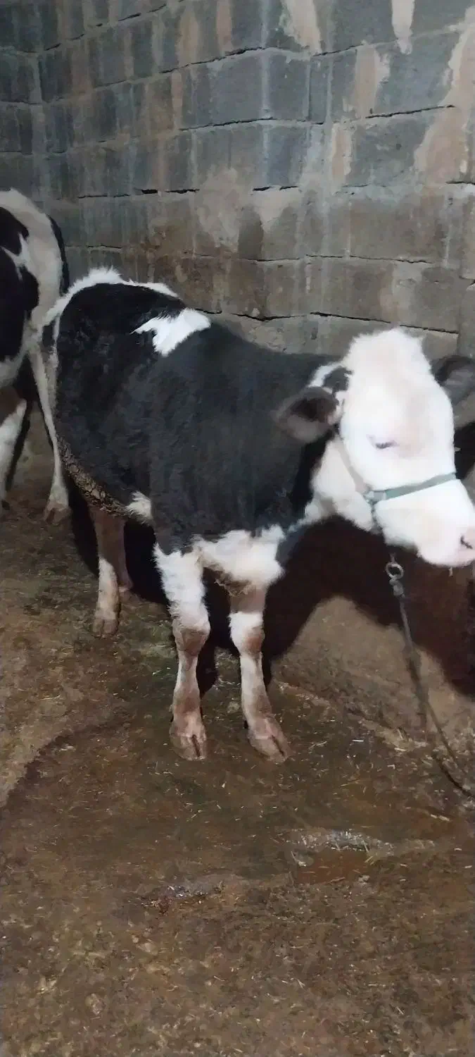 گوساله ماده سیمینتال|حیوانات مزرعه|بیلوار, |دیوار