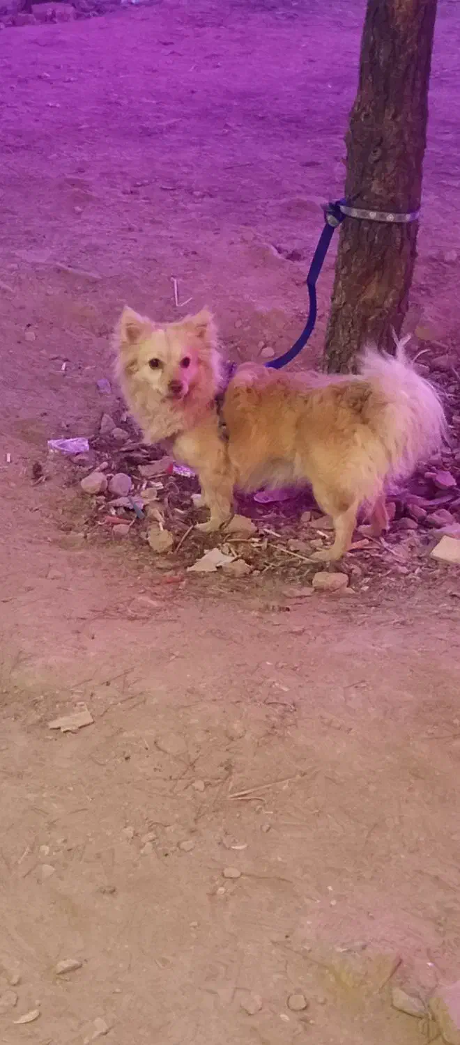 سگ پامرین|سگ|کرمانشاه, |دیوار