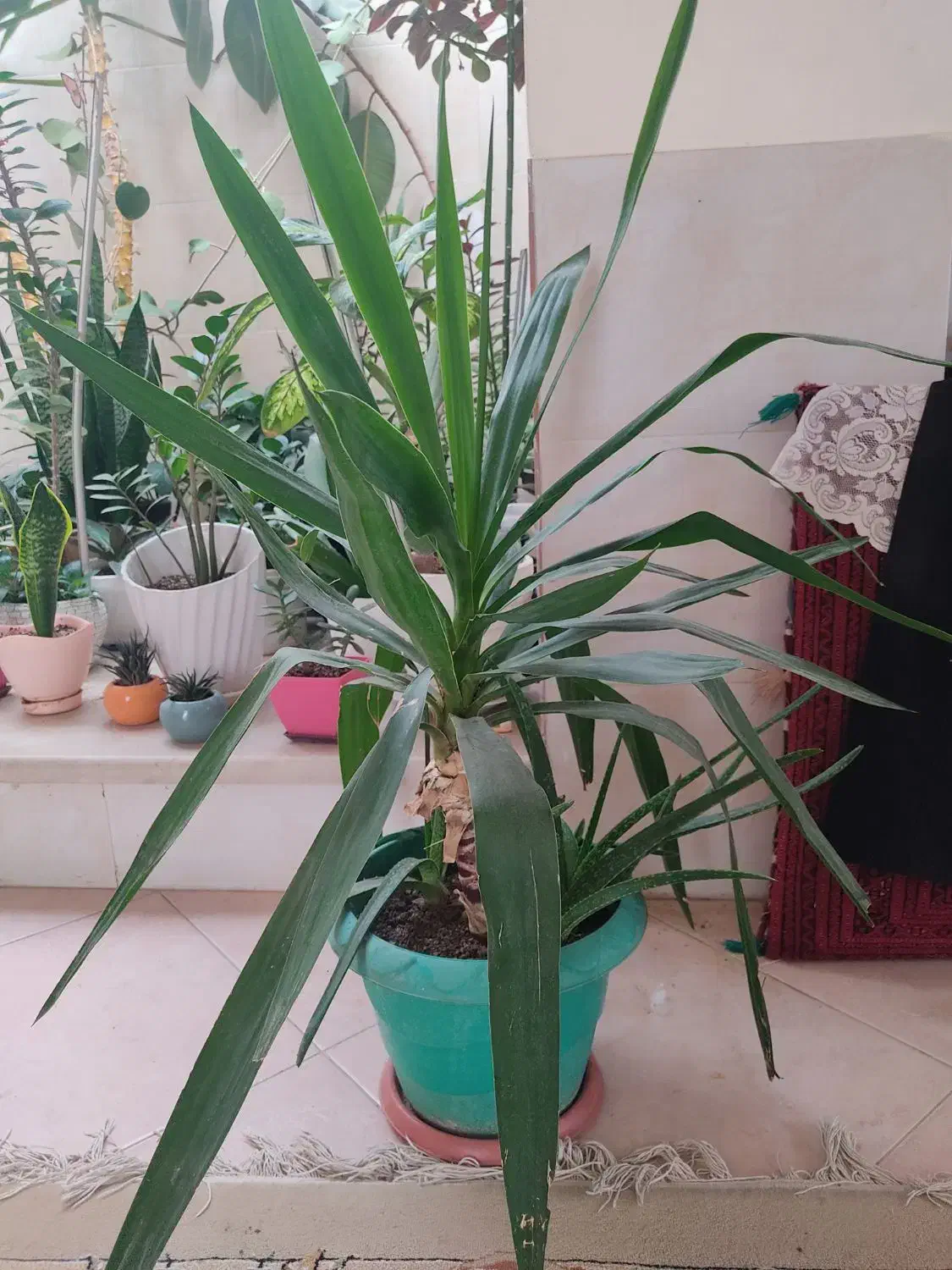 گل های زیبا آپارتمانی|گل و گیاه طبیعی|بسطام, |دیوار