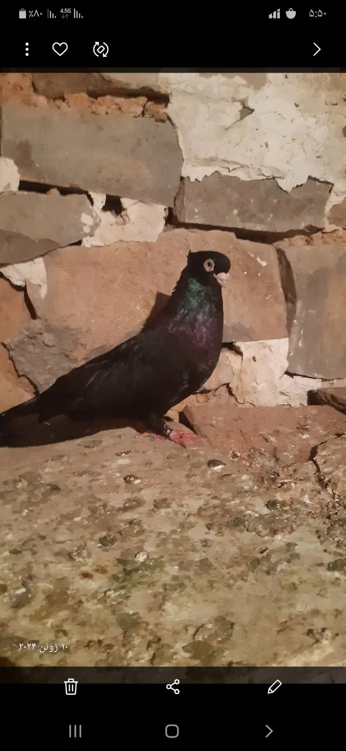 کفتر چند جفت|پرنده|اهواز, امانیه|دیوار