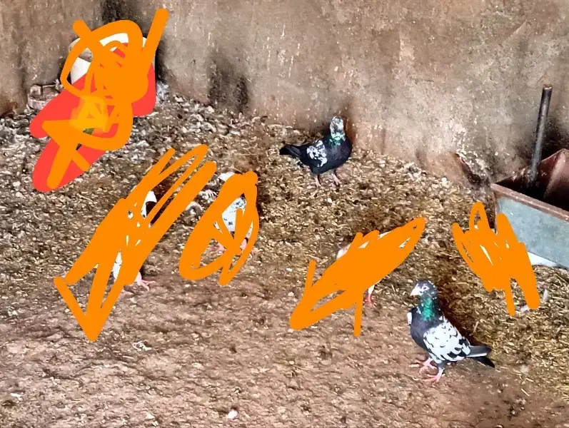 سوسکی بزک جفت نر  جاده سرخس|پرنده|رضویه, |دیوار