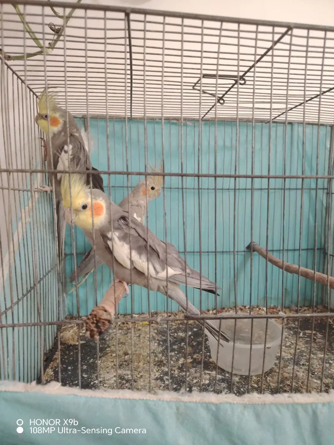 عروس هلندی نر و ماده|پرنده|قم, زند آباد|دیوار