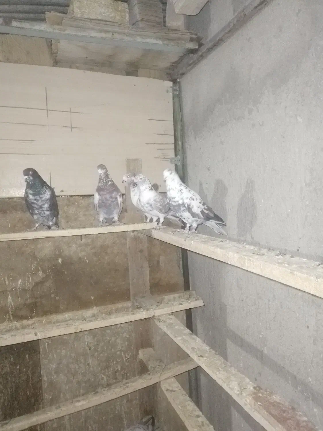 ۱۰ عدد کبوتر پرشی و خیلی خوب ۱۵۰۰|پرنده|شهریار, شهرک نماز (دینار آباد)|دیوار