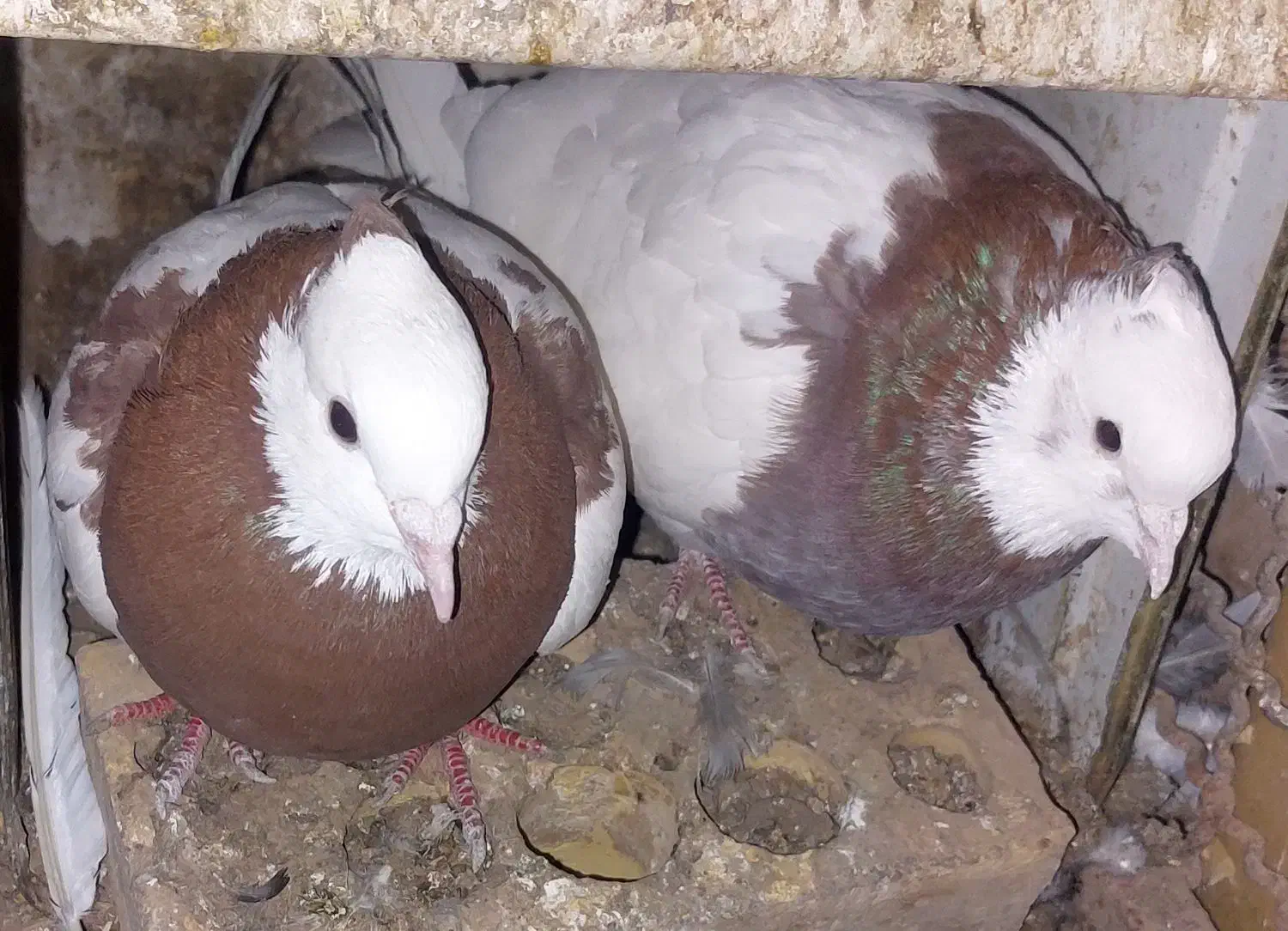 طوقی|حراج|رفسنجان, |دیوار