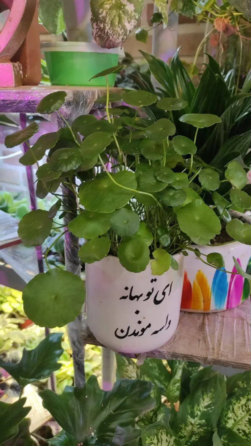 گیاه هیدروکوتیل / پول سکه ای / گیاه شانس|گل و گیاه طبیعی|کرج, گوهردشت|دیوار