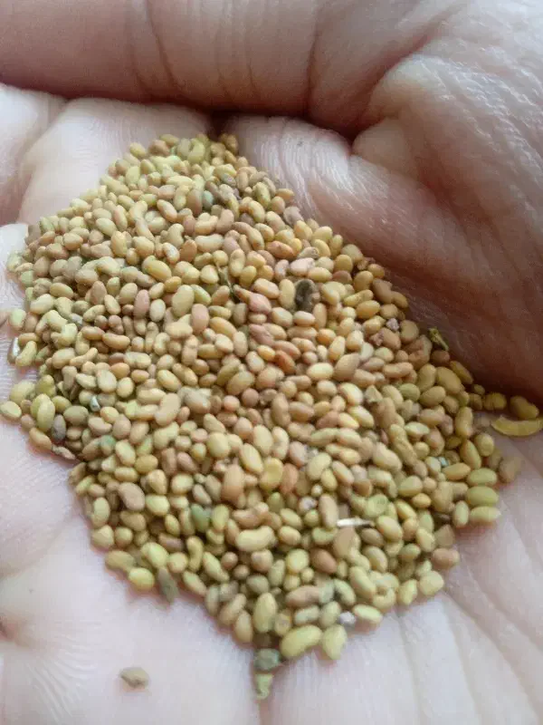 بذر یونجه همدانی|لوازم نظافت|کبودرآهنگ, |دیوار