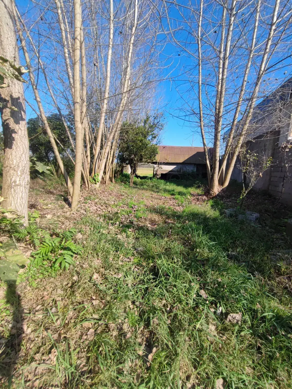 خانه و شالیزار/هشت دقیقه تا گلسار/1 هکتار/چسب هم|فروش خانه و ویلا|رشت, بلوار گیلان|دیوار