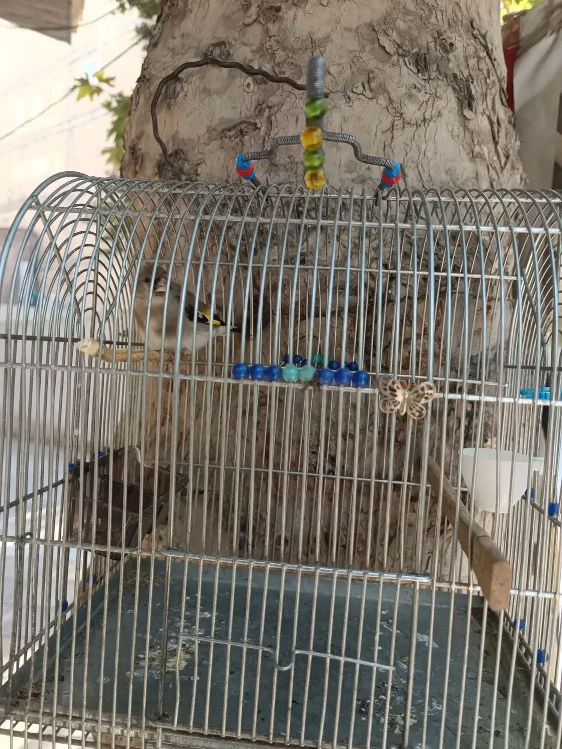 جوجه سهره نر|پرنده|مشکین‌دشت, |دیوار