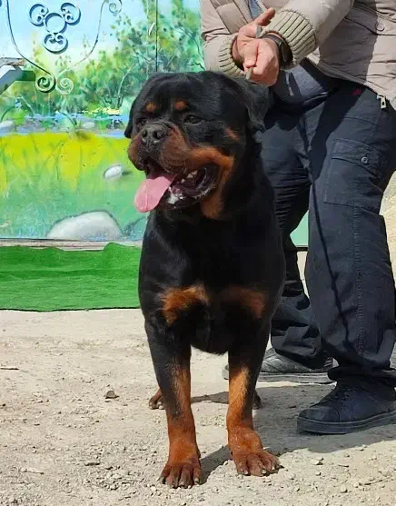 سگ روتوایلر|سگ|تهران, قیطریه|دیوار