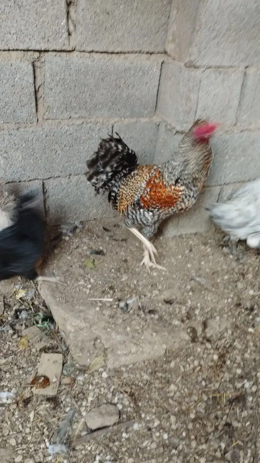 خروس|حیوانات مزرعه|ریگ, |دیوار