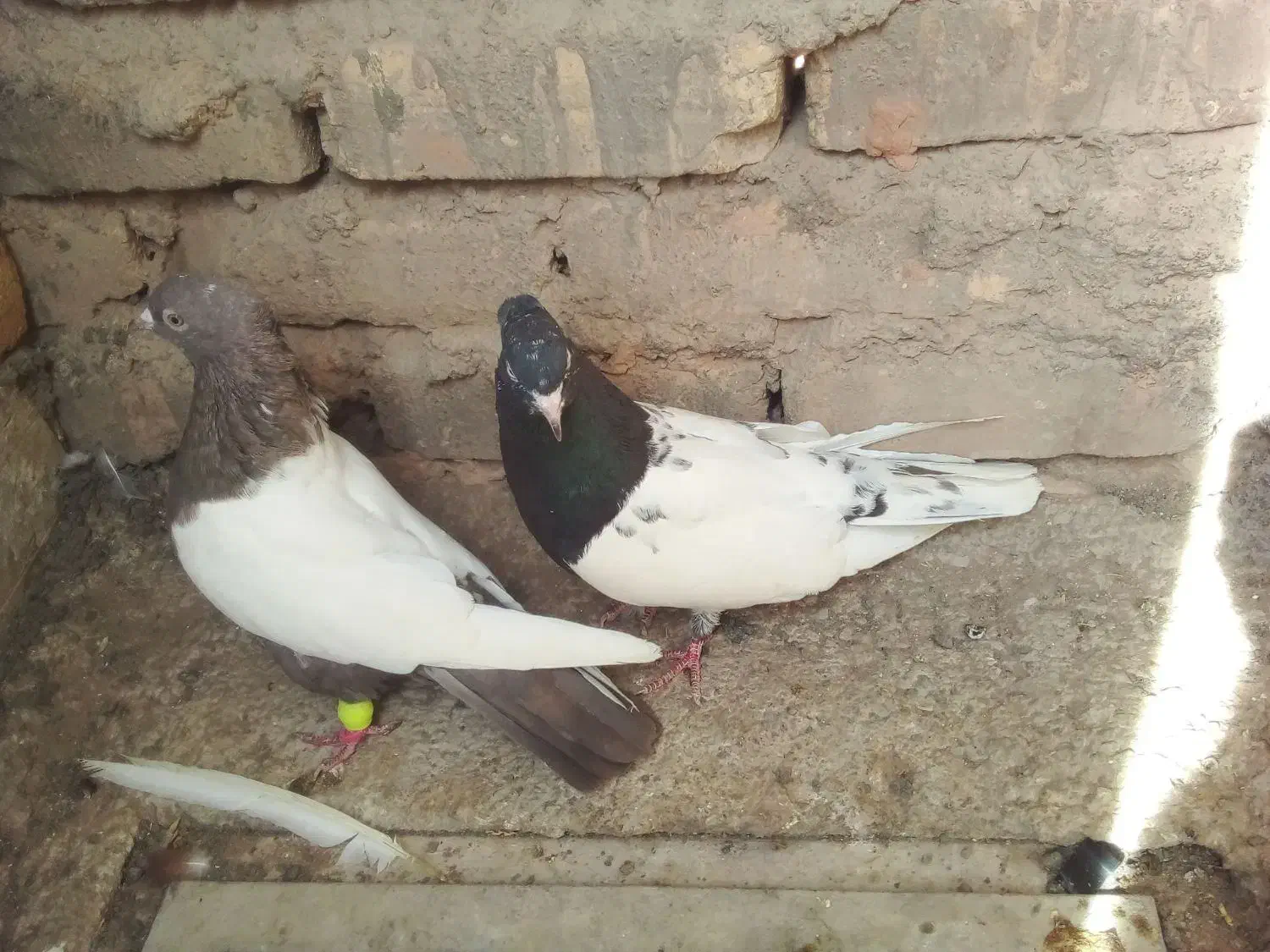 پرنده|پرنده|اسفراین, |دیوار