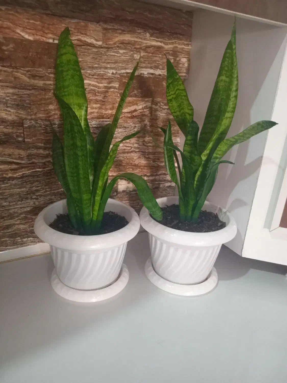 گل طبیعی|گل و گیاه طبیعی|دهلران, |دیوار