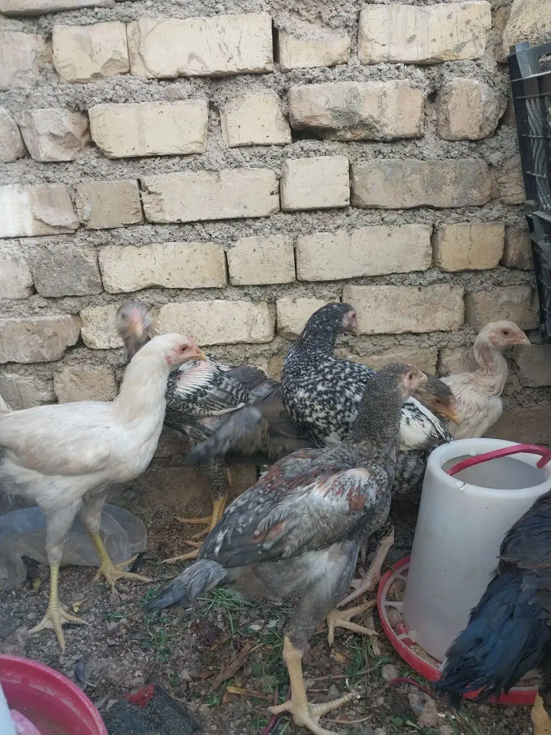 جوجه لاری|حیوانات مزرعه|شیراز, کرونی(خاتونک)|دیوار