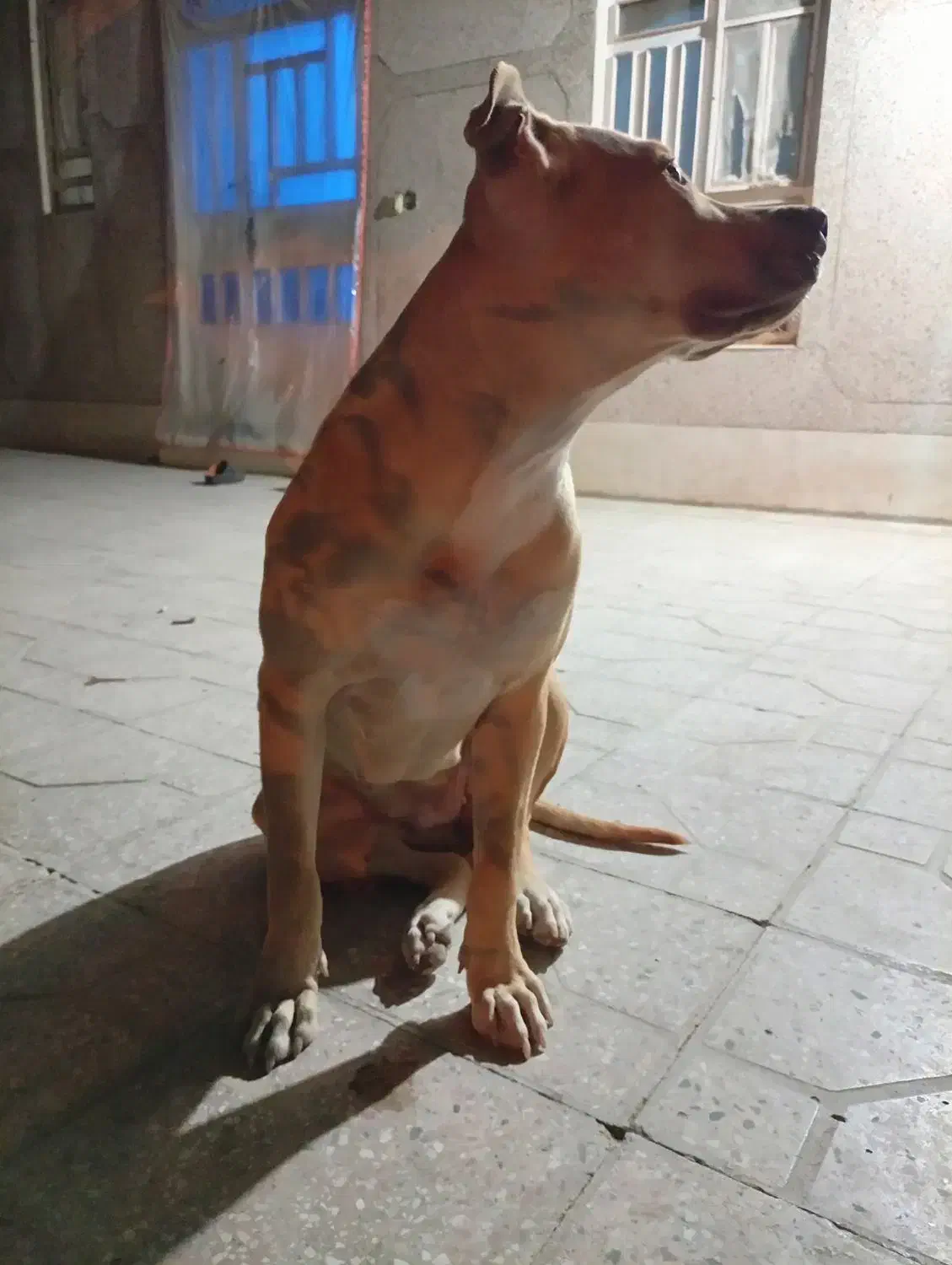 سگپیتبول|سگ|جیرفت, |دیوار