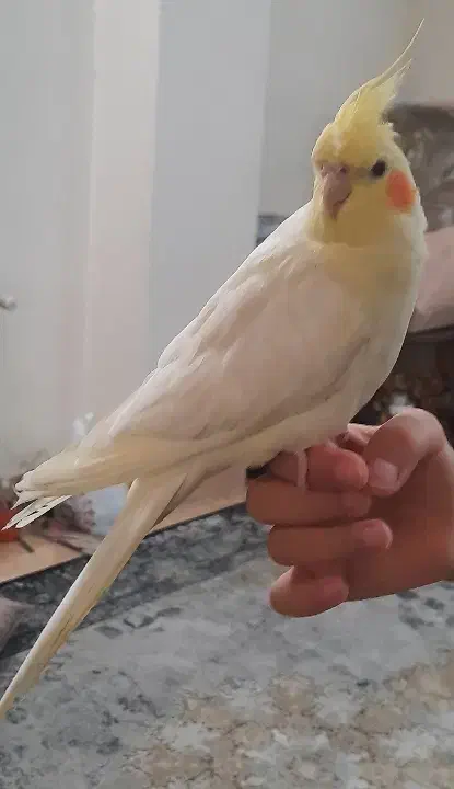 عروس هلندی|پرنده|تهران, وحیدیه|دیوار