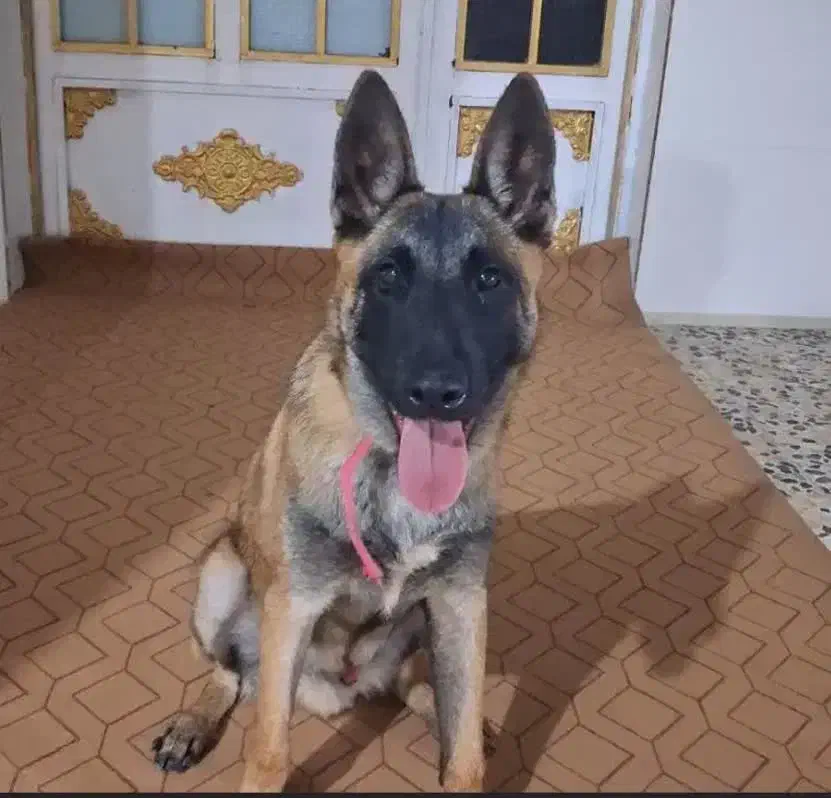 سگ مالینوز|سگ|دزفول, |دیوار