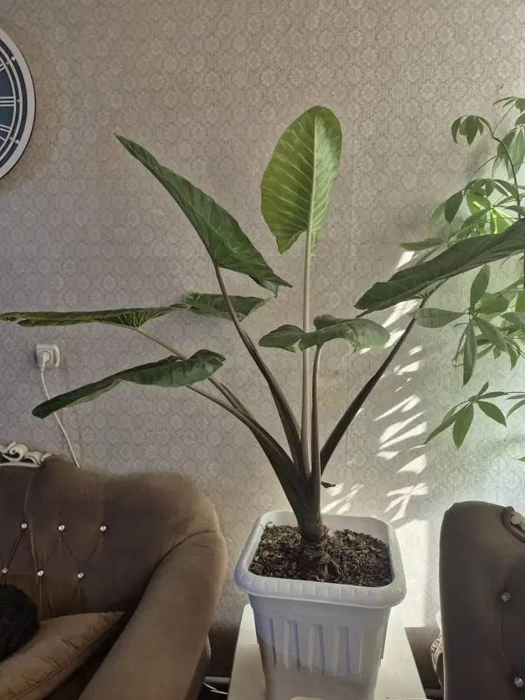 گل بابا آدم و لیراتا|گل و گیاه طبیعی|تهران, والفجر (افسریه)|دیوار