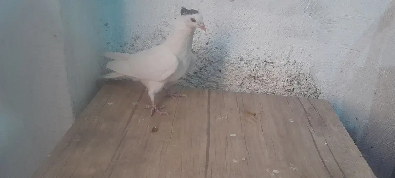 نرگل پنبه ای|پرنده|اصفهان, اندوان|دیوار