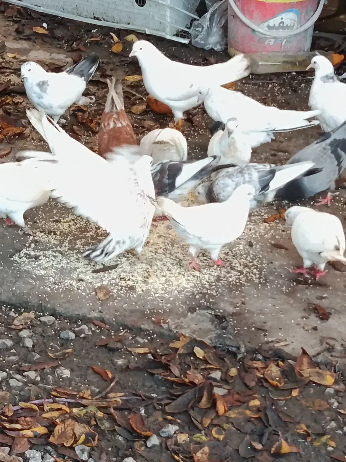 کبوتر|پرنده|چالوس, |دیوار