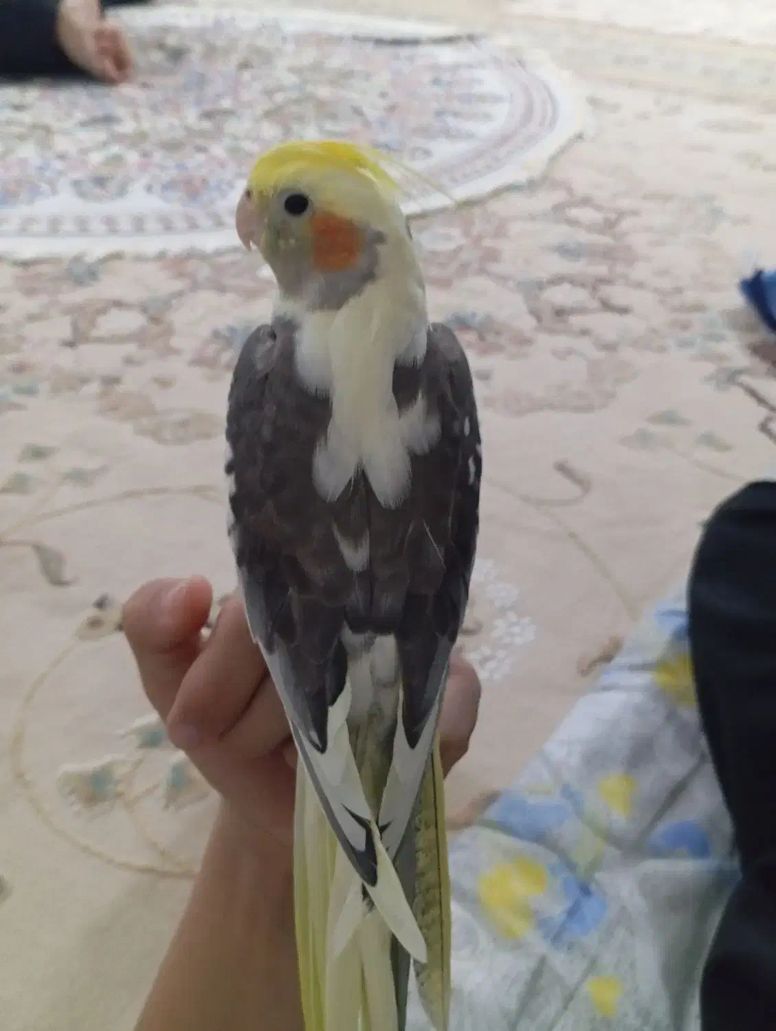 گمشده|حیوانات|ایلام, |دیوار