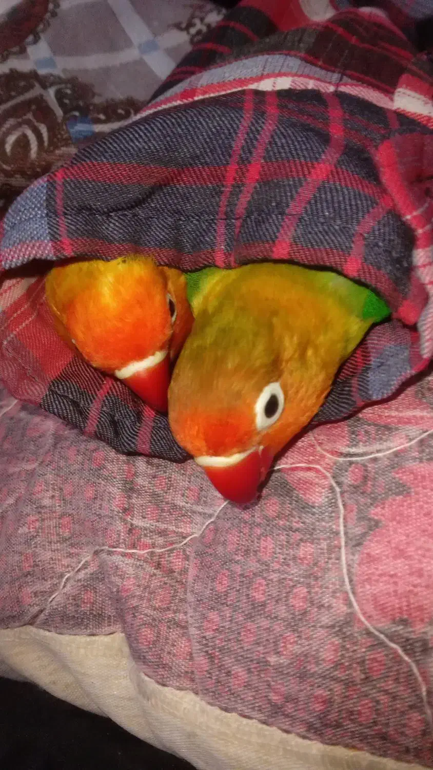 طوطی برزیلی فول رام|پرنده|سنندج, |دیوار