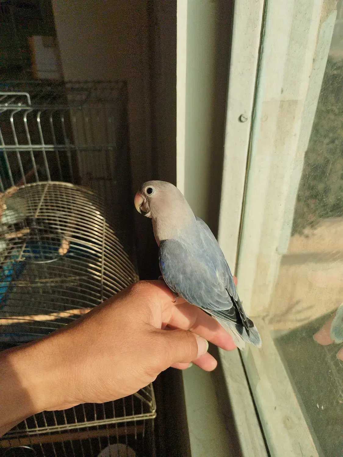 طوطی برزیلی دستی|پرنده|شهریار, شهریار|دیوار