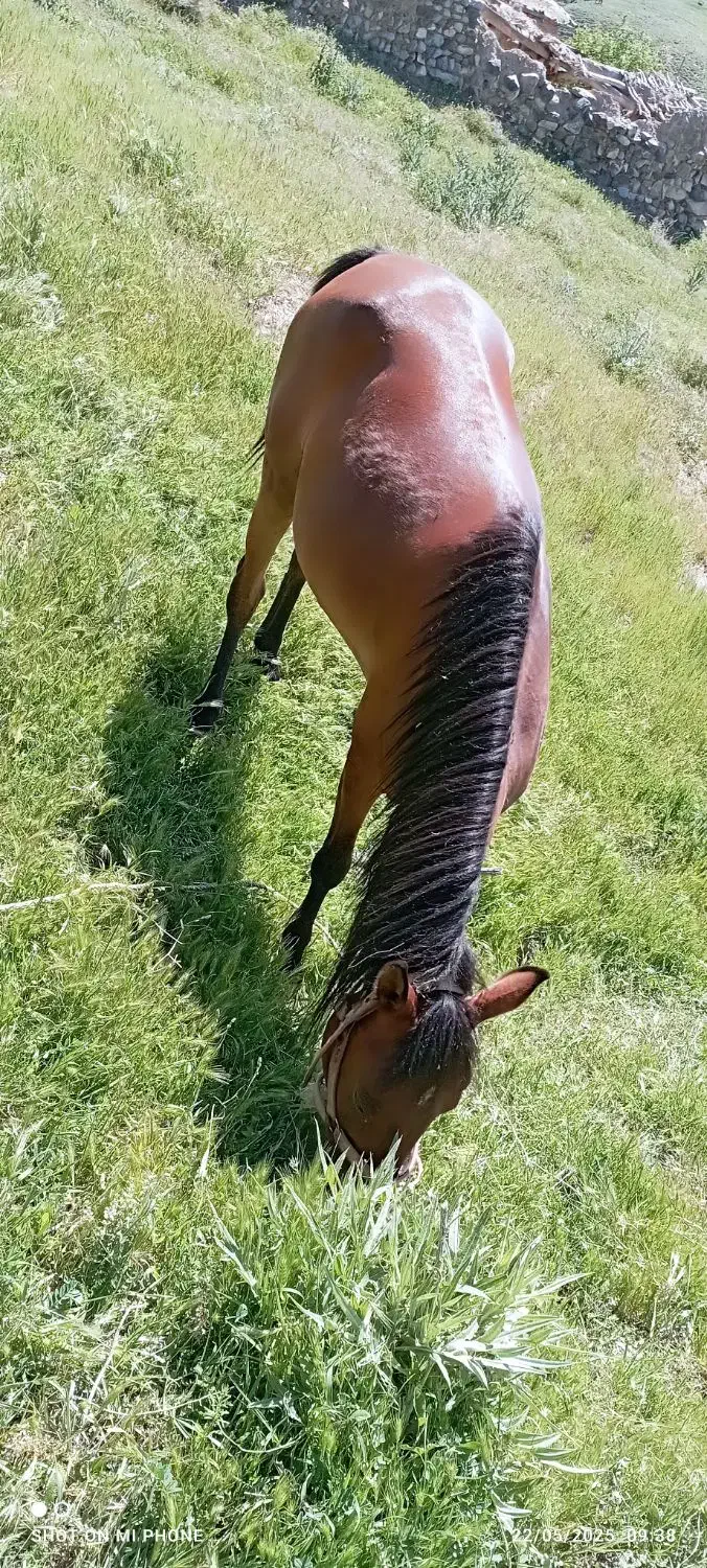 اسب تیز پا|اسب و تجهیزات اسبسواری|بستان آباد, |دیوار