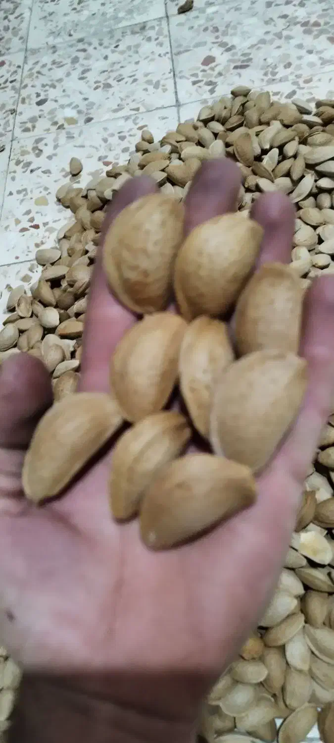 خرید بادام نقدوقیمت تجاری|خدمات باغبانی و درختکاری|فارسان, |دیوار