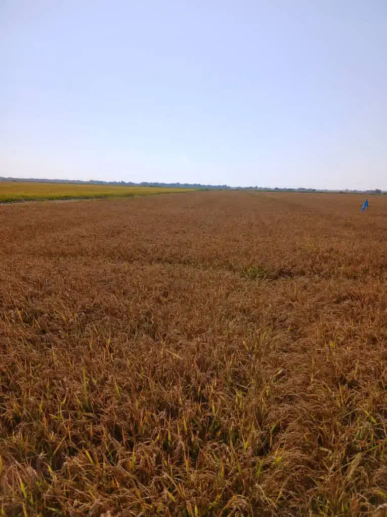 پشت کمباین شلتوک فروشی|خوردنی و آشامیدنی|شادگان, |دیوار