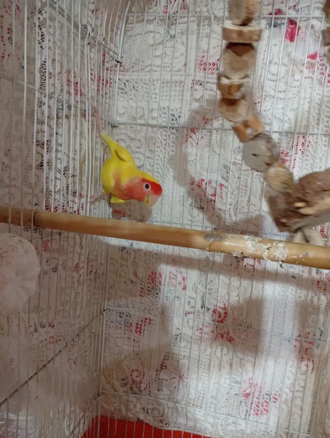 طوطی برزیلی|پرنده|رودسر, |دیوار