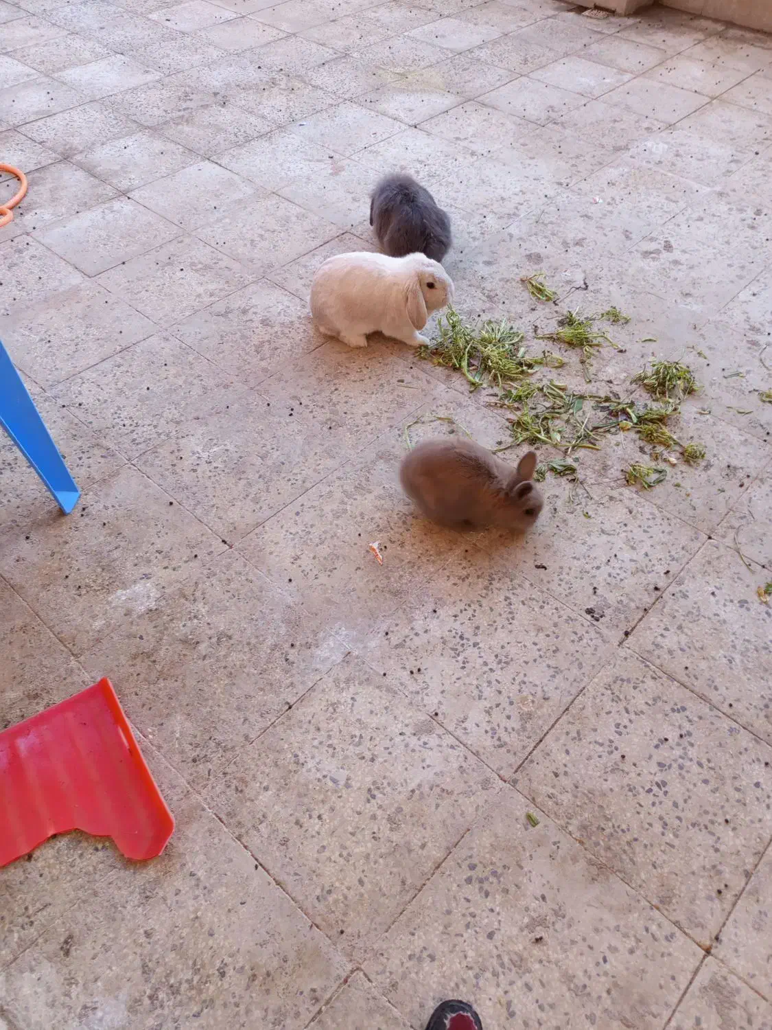 خرگوش لوپ|موش و خرگوش|هشتگرد, شهرک بوستان|دیوار