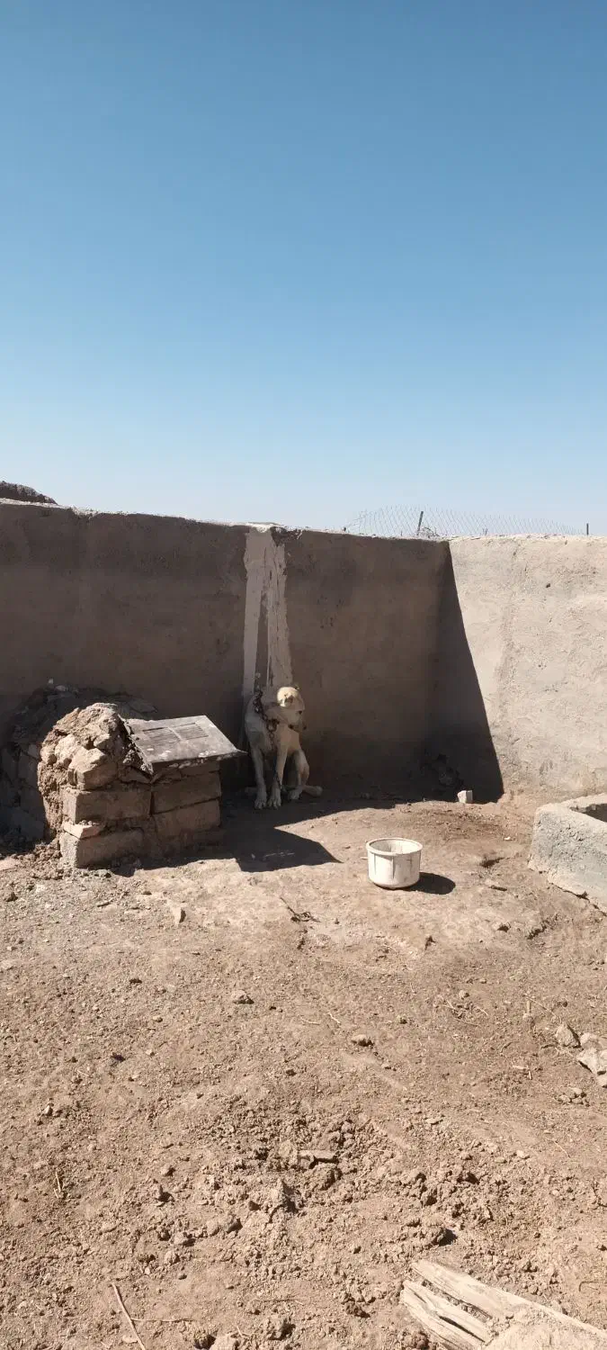 سگ ک|سگ|بیرجند, |دیوار