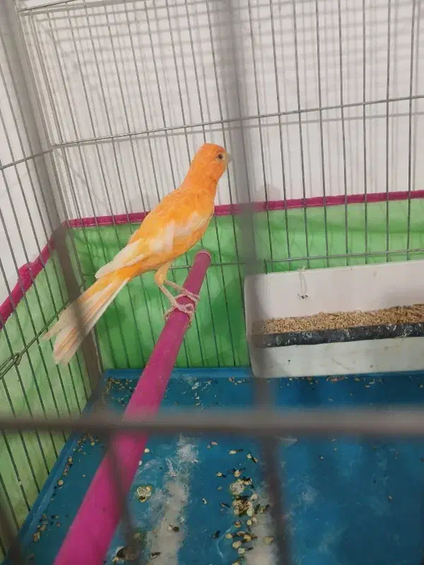 قناری قرمز تبریز پر رنگ|پرنده|سلماس, |دیوار