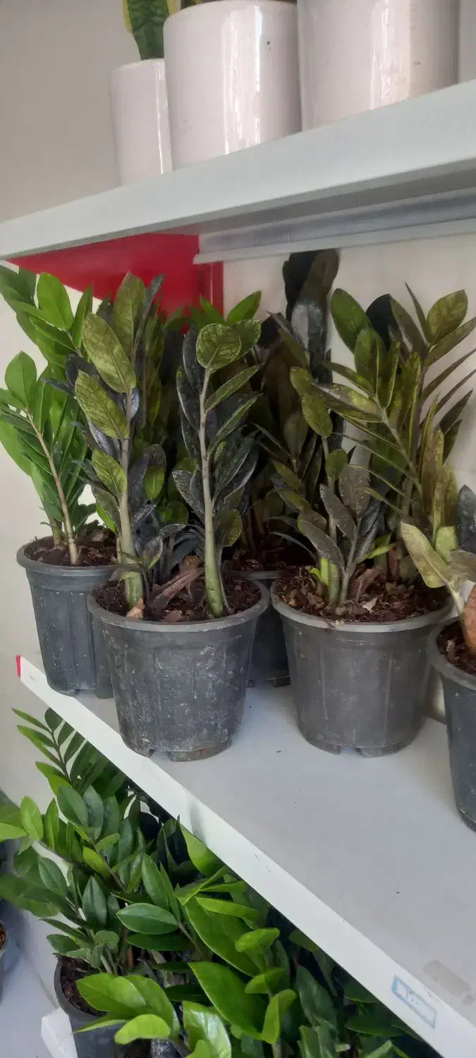 چشم اندازی زیبا|گل مصنوعی|خرمآباد, |دیوار