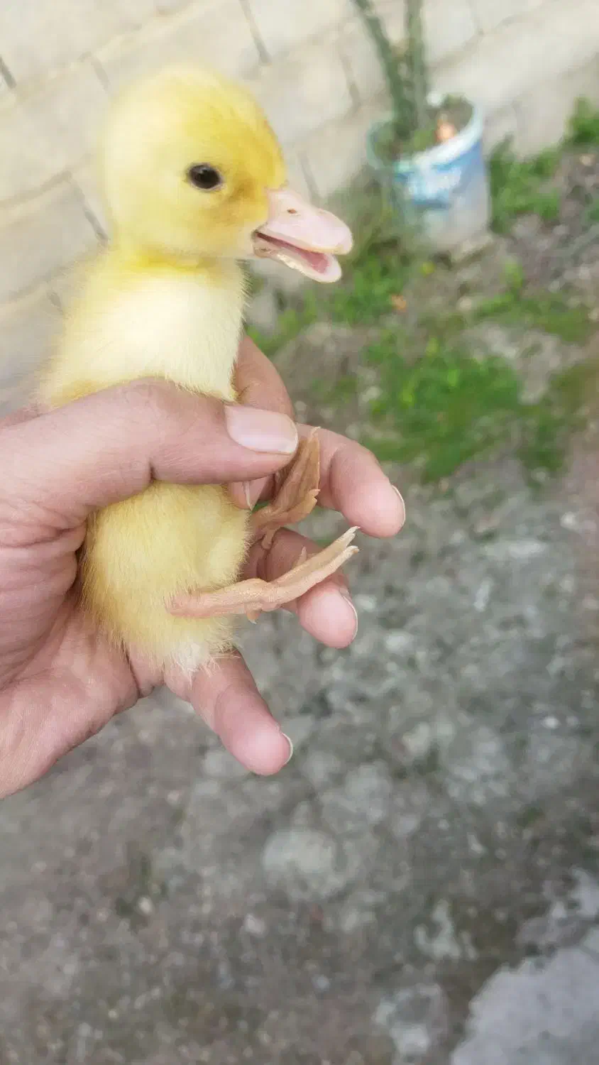 اردک پکنی زیبا یک هفته ای|حیوانات مزرعه|رشت, چله خانه|دیوار