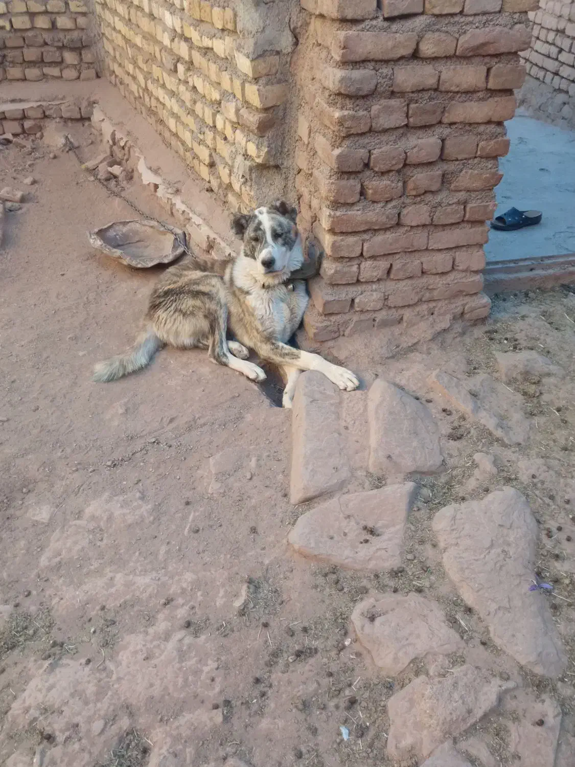 توله سگ|سگ|تربتحیدریه, بالا ولایت|دیوار