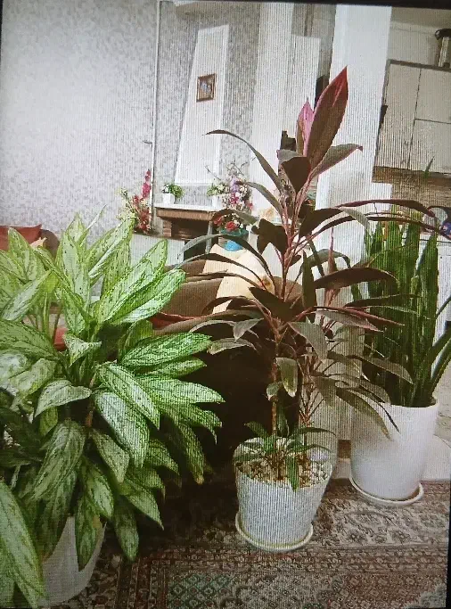 گل طبیعی|گل و گیاه طبیعی|فردیس, نسترن شرقی|دیوار