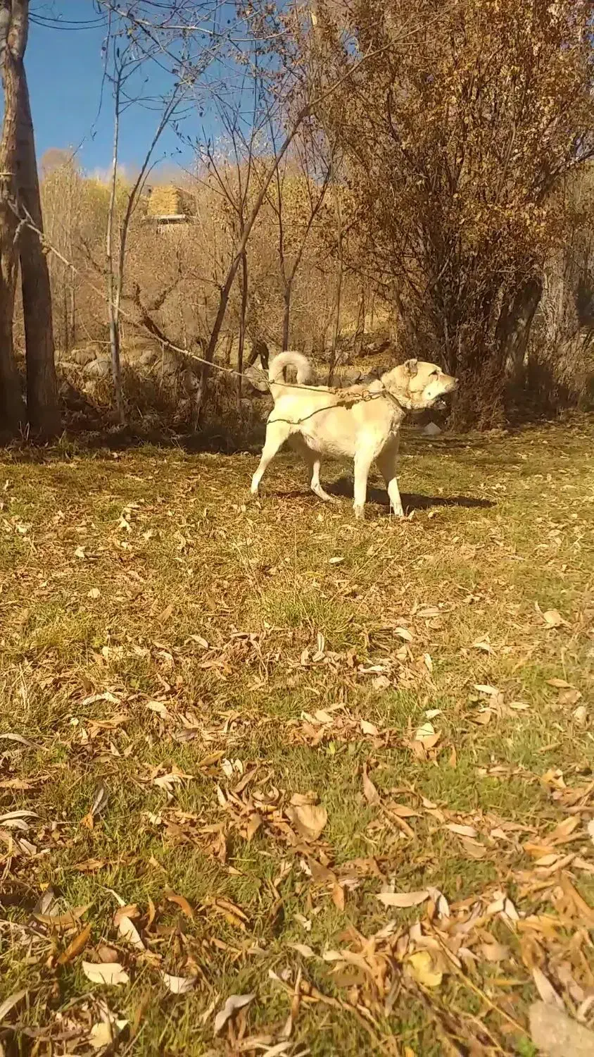 سگ سرابی نگهبان|سگ|بستان آباد, |دیوار